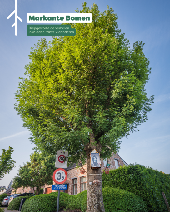  (vergroot foto)